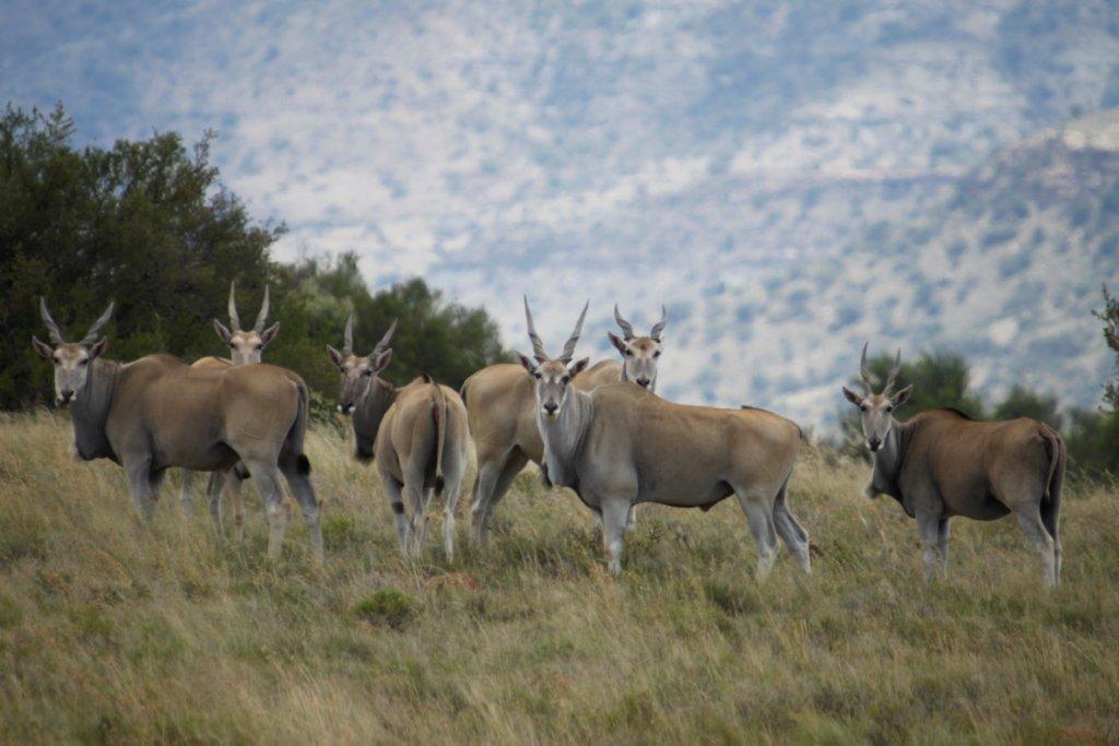 Letsatsi Game Lodge Smithfield Exterior foto